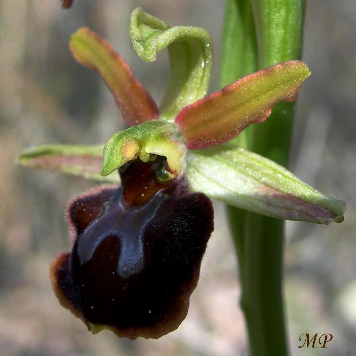 Orchidee dal Parco Naturale Regionale dei Monti Lucretili